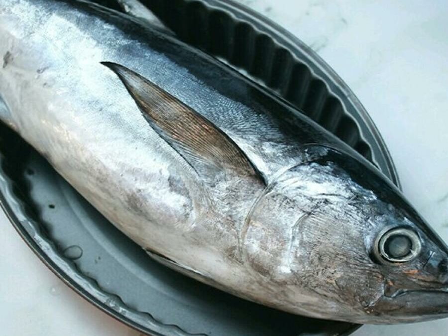 Tips Memilih Ikan Tongkol Untuk Resep Asam Padeh Ikan Tongkol
